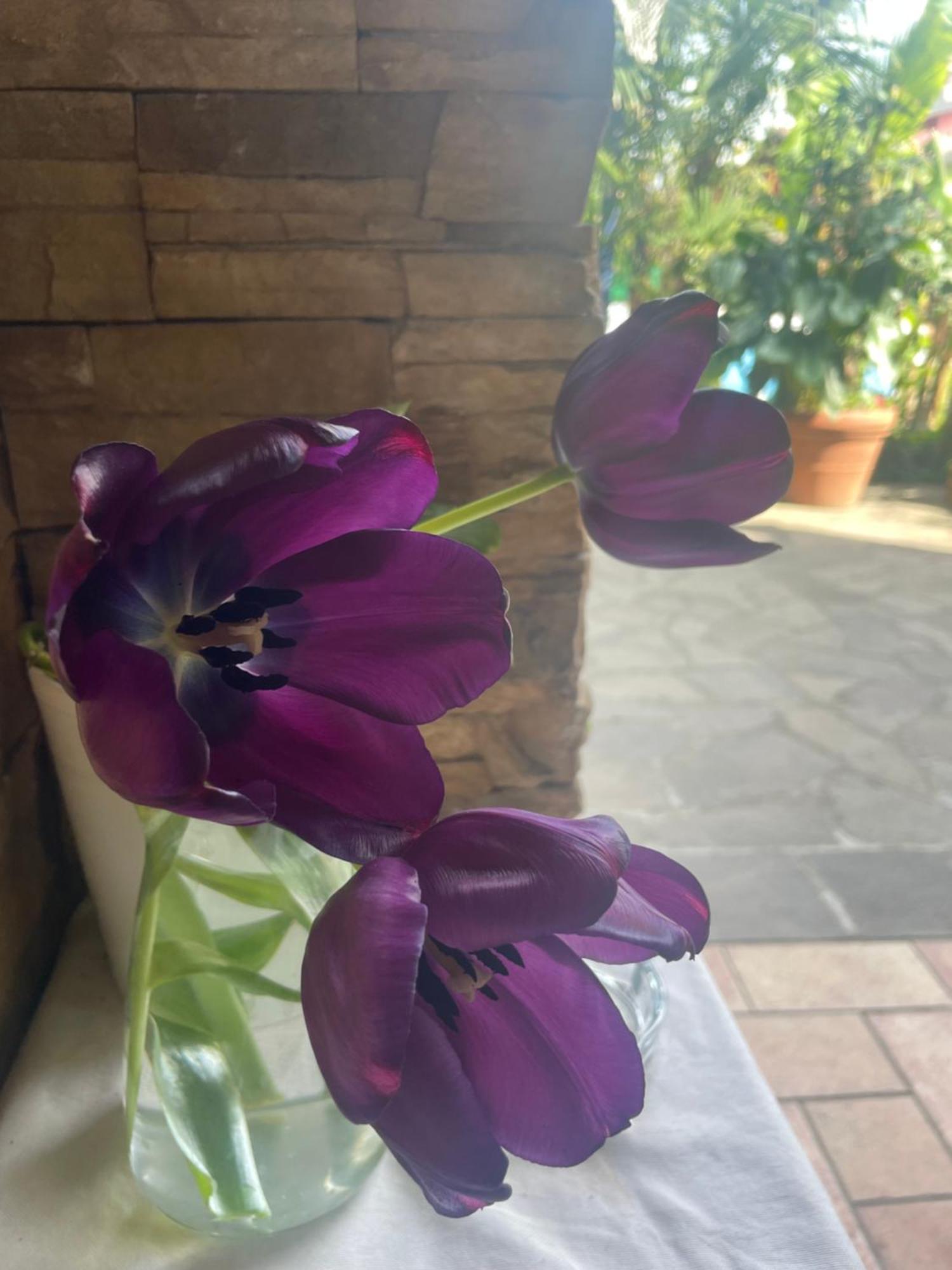 Il Giardino Di Emilia - Intero Appartamento In Villa Con Giardino Privato E Piscina Estiva Pontirolo Nuovo Esterno foto