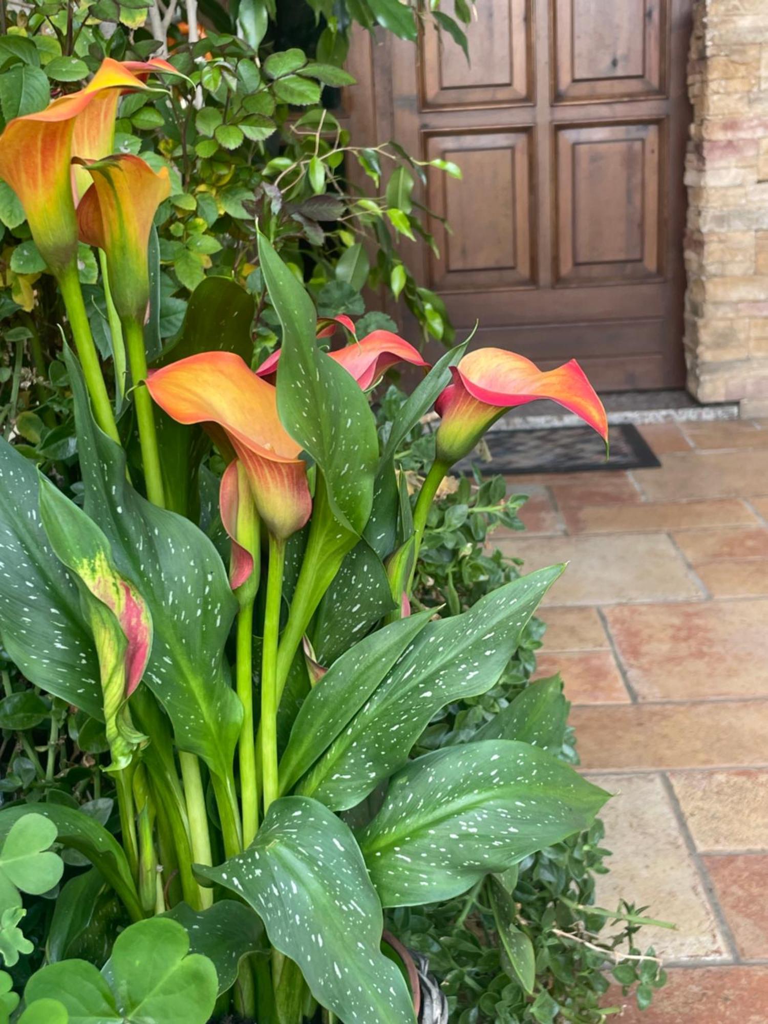 Il Giardino Di Emilia - Intero Appartamento In Villa Con Giardino Privato E Piscina Estiva Pontirolo Nuovo Esterno foto