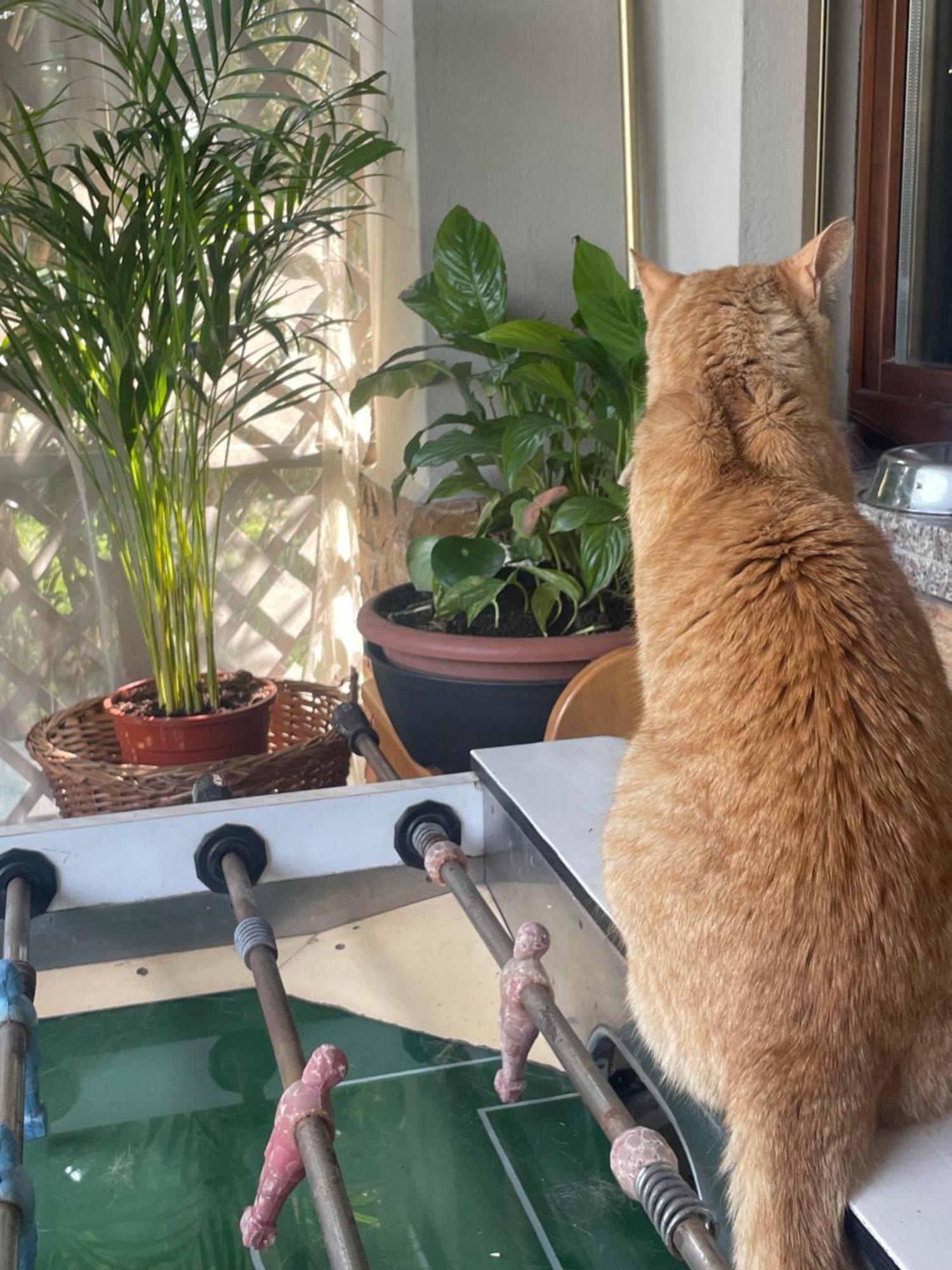 Il Giardino Di Emilia - Intero Appartamento In Villa Con Giardino Privato E Piscina Estiva Pontirolo Nuovo Esterno foto