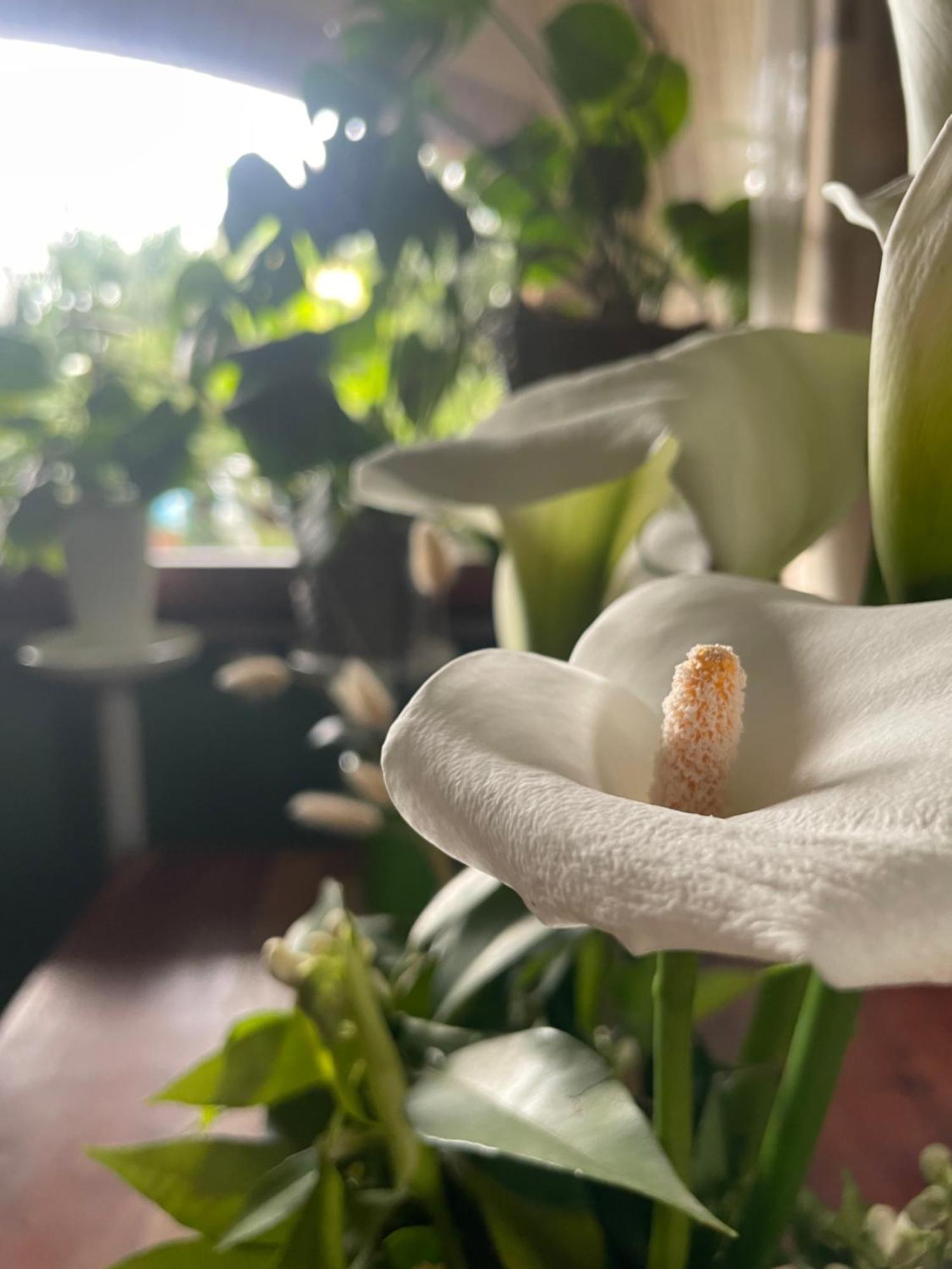 Il Giardino Di Emilia - Intero Appartamento In Villa Con Giardino Privato E Piscina Estiva Pontirolo Nuovo Esterno foto